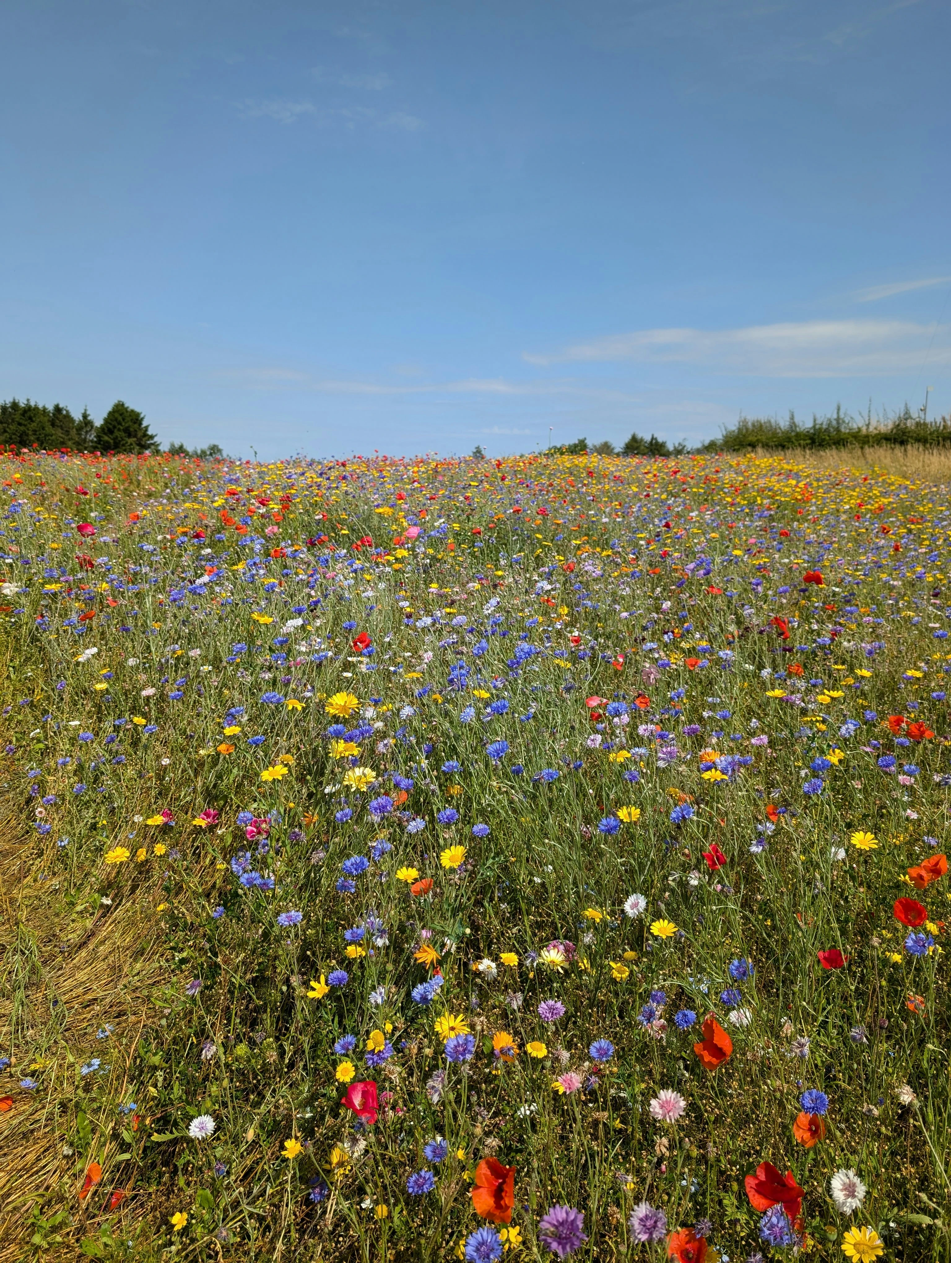 Champ de fleurs