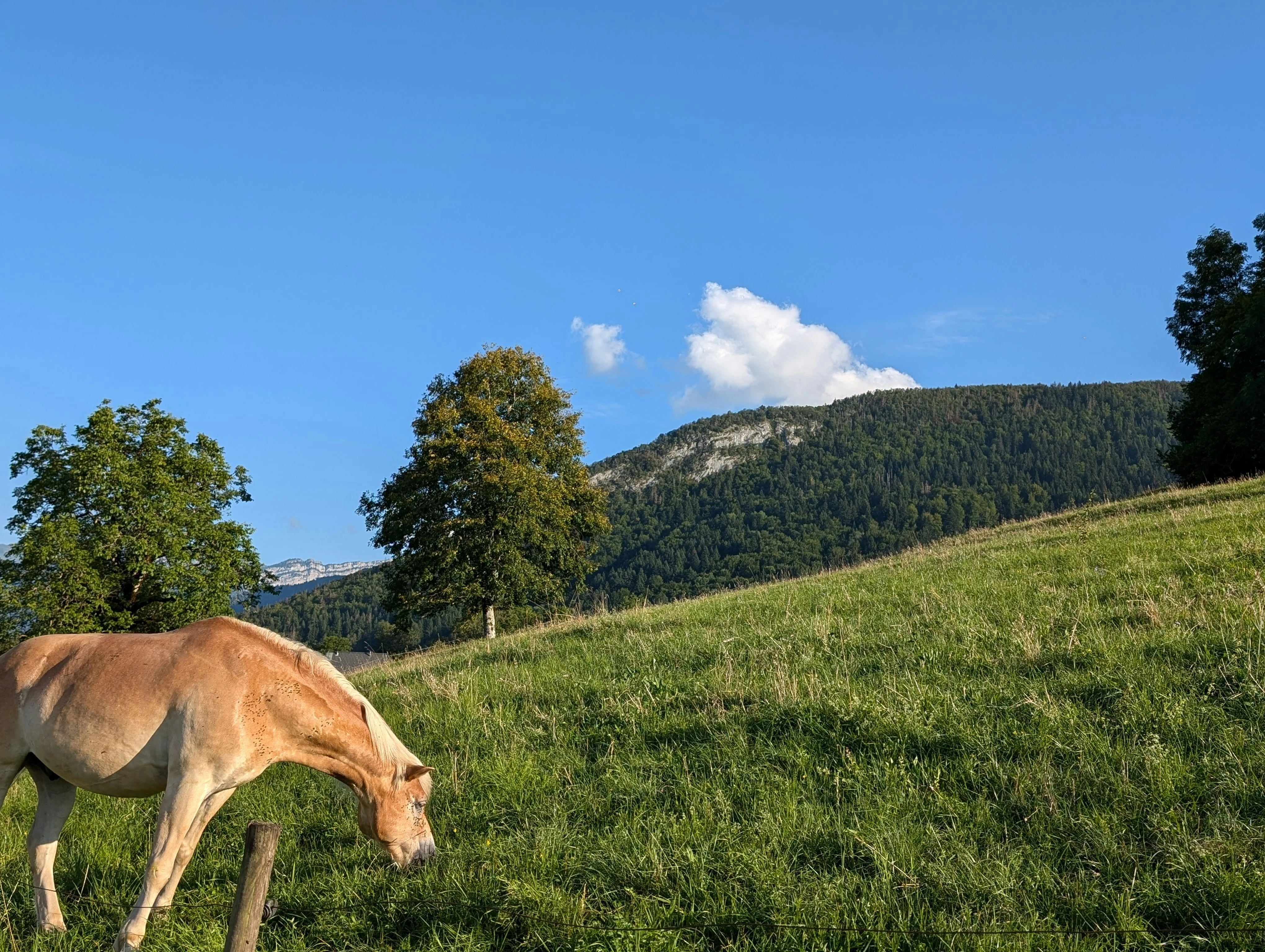 Montagne et cheval