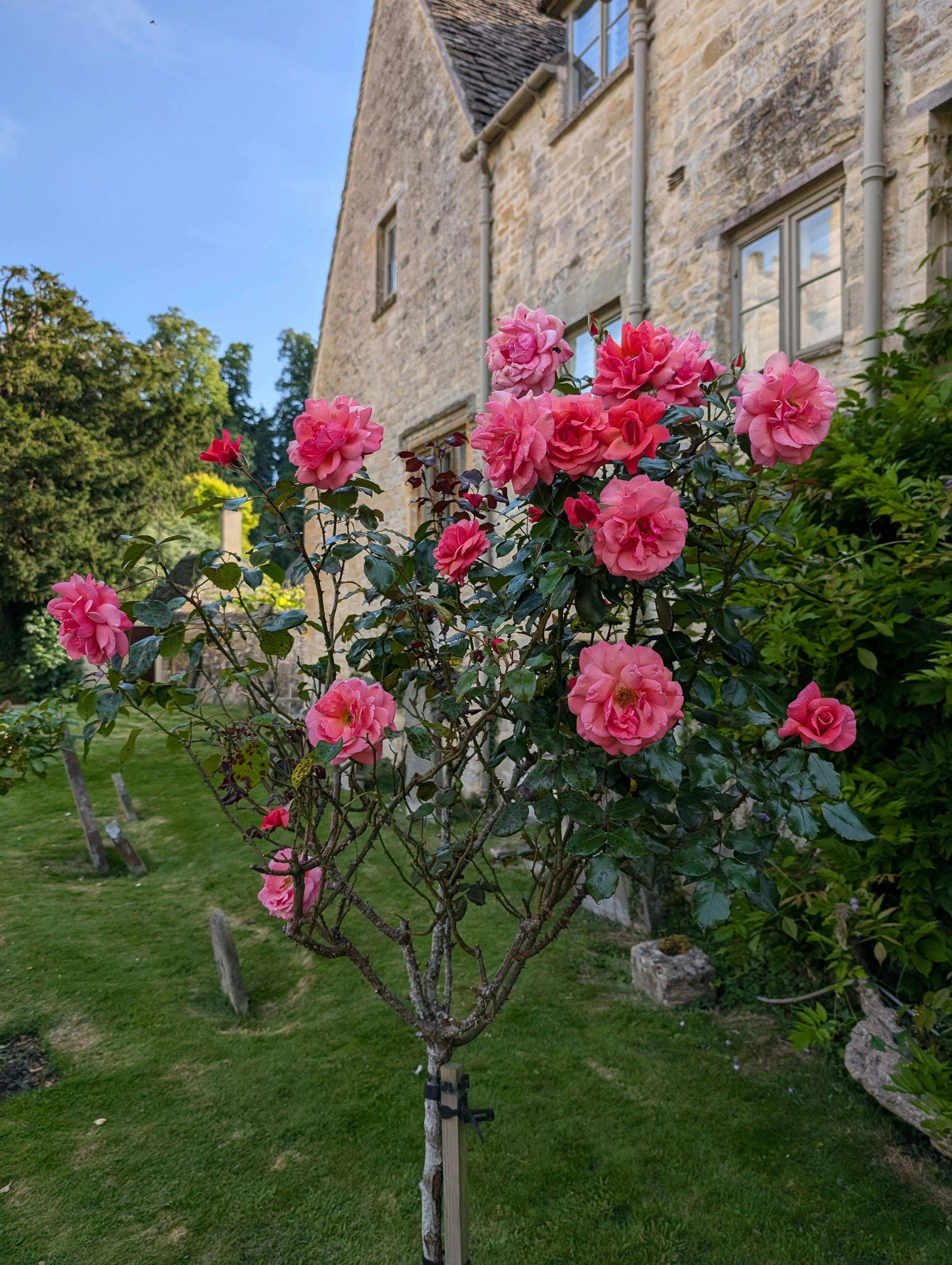 Fleurs